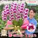 �Ӓ��� BONUS�Ώ�  �� -MIYABI- 7�{���� ���I�łƂĂ��������ȕ��͋C�̃X�|�b�g�Ӓ��� BONUS�Ώ�  ���a���� �J�X�j �J�Əj ������ ���j��