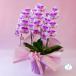 �Ӓ��� BONUS�Ώ� �s���N�p���_3�{����  ���j�� ������ �ԃM�t�g ���a���� �J�X�j �J�Əj �V�z�j �֘A�摜2