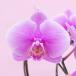 �Ӓ��� BONUS�Ώ�  �~�f�B2�{���� �����疺���S3�F ���j�� ������ �ԃM�t�g �~�f�B ���a���� �J�X�j �J�Əj �V�z�j �֘A�摜5