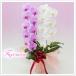 �Ӓ��� BONUS�Ώ�  ��� �g���~�b�N�X 2�{���� 20�ֈȏ� �M�t�g ���j�� ������ �a�����j�� �J�X�j�� �����j�� �L�O�� �ސE�j�� �֘A�摜1