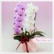 �Ӓ��� BONUS�Ώ�  ��� �g���~�b�N�X 2�{���� 20�ֈȏ� �M�t�g ���j�� ������ �a�����j�� �J�X�j�� �����j�� �L�O�� �ސE�j�� �֘A�摜2