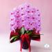 �Ӓ��� BONUS�Ώ�  �_�ѐ��Y��b�܎��3�{���� 27�ֈȏ� �I�ׂ�5�F �ސE�j �A�C�j ���a���� �J�X�j �J�Əj �V�z�j �e��v���[���g���j�� ������ �֘A�摜5