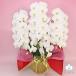 �Ӓ��� BONUS�Ώ�  5�{���� 50�ֈȏ� �I�ׂ�4�F ���j�� ������ �ԃM�t�g ���a���� �J�X�j �J�Əj �V�z�j �֘A�摜1