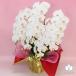 �Ӓ��� BONUS�Ώ�  5�{���� 50�ֈȏ� �I�ׂ�4�F ���j�� ������ �ԃM�t�g ���a���� �J�X�j �J�Əj �V�z�j �֘A�摜2