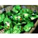  purel зеленый чай тирамису шоко ( добродетель для 500g)