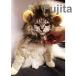  для домашних животных лев длина .. шляпа кошка парик домашнее животное костюм мульт-героя шляпа 