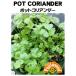  трава tane вид pot кориандр глициния рисовое поле семена 