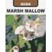  трава tane вид Marsh ma low глициния рисовое поле семена 