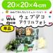 Web deco �y �A�N�����t�H�g �z�y 20�~20�~4cm �z ������ ���S �I�[�_�[���C�h �ʐ^ �o�Y�j�� �M�t�g �v���[���g �E�G�f�B���O �L�O�i �ʐ^ ���� ���܎O