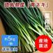  blue welsh onion Tokushima prefecture production 5kg direct delivery from producing area business use 