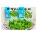 fu.... налог низкий калий lettuce (12 пакет комплект ) [07208-0090] Fukushima префектура . много person город 