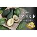 fu.... tax rice field . avocado black venus 4 piece entering Aichi prefecture rice field . city 