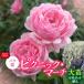 fu.... налог [Apple Roses] роза рассада [ пикник * March ] большой рассада 6 номер pot ..HNNH039 Saitama префектура . талант город 