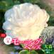 fu.... налог [Apple Roses] роза рассада [mo- человек g* bell z] большой рассада 6 номер pot ..HNNH040 Saitama префектура . талант город 
