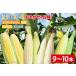 fu.... tax IW-1 [ preceding reservation ] corn incidental 1 goods kind (9~10ps.@) Ibaraki prefecture Mito city 