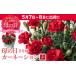 fu.... налог [ предшествующий предварительный заказ ][2026 год 5 месяц 7 день ~8 день отправка ] pot гвоздика красный 5 номер горшок корзина имеется гвоздика цветок День матери подарок подарок ... Kumamoto префектура . плата город 