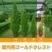 fu.... налог кипарис Голдкрест Will ma( для помещений )6 номер горшок высота : примерно 70 см [ елка ][1477688] Chiba префектура asahi город 