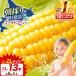 fu.... налог кукуруза Gold Rush 5kg и больше Hokkaido название . сладкий кукуруза Hokkaido название . город 