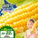 fu.... налог кукуруза Gold Rush 8.5kg и больше Hokkaido название . сладкий кукуруза Hokkaido название . город 