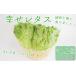 fu.... налог овощи набор комплект lettuce итого 7 шт .. lettuce овощи lettuce lettuce lettuce lettuce lettuce Tokushima префектура . волна город 