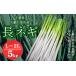 fu.... налог * предшествующий предварительный заказ *[2025 год 12 месяц отправка начало предположительно ] Chiba префектура большой сеть белый . город производство длина лук-батун L~2L размер 5kg( примерно 30шт.@~45шт.@)|..... налог длина ne.. Chiba префектура большой сеть белый . город 