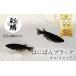 �ӂ邳�Ɣ[�� �s���X��o�i��t �ʗ؂߂��� ���͂ɂۂ�u���b�N�� �߂��� ���_�J ���� �y�b�g �ӏ� �� ���� ������ �֓�  F5K-081 ��ʌ��{���s