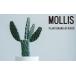fu.... налог [ декоративное растение ]MOLLIS.. шляпа кактус декоративное растение [KINTO] Shiga префектура Hikone город 