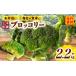 fu.... налог три дерево блок производство брокколи примерно 2.2kg | брокколи овощи пищевые ингредиенты салат кулинария большой свежий сырой овощи свежий еда питание стоимость . высокий рефрижератор рекомендация.. Kagawa префектура три дерево блок 