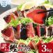 �ӂ邳�Ɣ[�� �y�ʏ픭���z�����̂����� �󂠂� 3.0kg�y�����̂������z ���m���|����