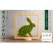 fu.... налог Moss интерьер [ заяц ]( springs зеленый ) < ширина 200mm* высота 200mm* ширина 15mm> декоративное растение мох koke tera Moss интерьер растения [.. Miyagi префектура Shibata блок 