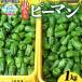 fu.... налог есть перевод зеленый перец 1kg овощи кулинария зеленый перец Iwate префектура суша передний takada город 