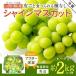 fu.... налог [2026 год отправка ] Yamagata. виноград ( автомобиль in мускат ) примерно 2kg(2~5.)_H063(R8) Yamagata префектура длина . город 