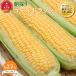 fu.... налог [ предшествующий предварительный заказ ] утро .. кукуруза Gold Rush 2.2kg(M~L размер × 6шт.@)(2026 год 8 месяц средний . из последовательный отправка )|....... Hokkaido Asahikawa город 
