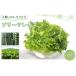 fu.... налог No.013 не комплект. lettuce ..( плиссировать lettuce )500g×1 пакет Chiba префектура газонная трава гора блок 