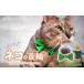 �դ뤵��Ǽ�� ǭ�μ��� necono -mannine Ribbon cat face- �ڥ��꡼��ۥͥ�������ѥͥå��쥹 |��ǭ �ڥå� ǭ�μ���  �ڥåȥ��å� ��̸�������