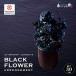 fu.... налог SL0271 чёрный . цветок Zero цветок [BLACK FLOWER ARRENGEMENT] Yamagata префектура sake рисовое поле город 