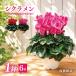 fu.... налог 25_012-07-1 высота . садоводство. ... цветок цикламен персидский (6 номер ) Kanagawa префектура .. город 