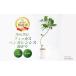fu.... налог 2026 год 1 месяц средний .~ отправка [ декоративное растение ]fi rental * Ben ga Len sis( изгиб )70cm~100cm (Green Base/018-2049) Nankoku Кагосима префектура ...... Кагосима префектура палец . город 