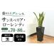 �ӂ邳�Ɣ[�� �ϗt�A�� �T���X�x���A ���[�����e�B 7�� �� ���픫�A�� 75cm �����O�X�N�G�A/�T���X�x���A ���A�� �ϗt �A�� �C���e���A �������.. ���茧�呺�s