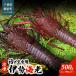 fu.... налог .. сырой еда для Исэ город море .( рефрижератор )500g(250~300g)×2 шт / ONJB015 Исэ город море . море . лангуст сырой еда для Chiba префектура .. блок 
