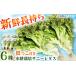 fu.... налог гидропонная культура овощи Sunny lettuce 6 АО [BGBT001] Fukuoka префектура .. блок 