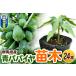 fu.... налог фрукты рассада синий папайя саженец 24шт.@ Gunma префектура доска . блок 3 размер pot Gunma префектура доска . блок 