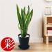 fu.... налог декоративное растение сансевиерия * low Len чай 6 номер Sera искусство горшок черный [ рассылка не возможно регион : отдаленный остров * Okinawa префектура ][1707559] Osaka (столичный округ) Ibaraki город 