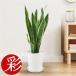 fu.... налог декоративное растение сансевиерия * low Len чай 6 номер Sera искусство горшок белый [ рассылка не возможно регион : отдаленный остров * Okinawa префектура ][1707560] Osaka (столичный округ) Ibaraki город 