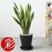 fu.... налог декоративное растение сансевиерия * low Len чай 7 номер Sera искусство горшок черный [ рассылка не возможно регион : отдаленный остров * Okinawa префектура ][1707564] Osaka (столичный округ) Ibaraki город 