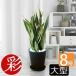 fu.... налог декоративное растение сансевиерия * low Len чай 8 номер Sera искусство горшок черный [ рассылка не возможно регион : отдаленный остров * Okinawa префектура ][1707568] Osaka (столичный округ) Ibaraki город 