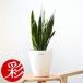 fu.... налог декоративное растение сансевиерия * low Len чай 6 номер горшок luster pot ( белый ) горшок с чехлом [ рассылка не возможно регион : отдаленный остров * Okinawa префектура ][1707571] Osaka (столичный округ) Ibaraki город 