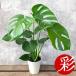 fu.... налог декоративное растение монстера 6 номер горшок ( горшок покрытие нет )[ рассылка не возможно регион : отдаленный остров * Okinawa префектура ][1707574] Osaka (столичный округ) Ibaraki город 