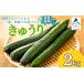 fu.... налог [ предшествующий предварительный заказ ] огурец 2kg(20шт.@ и больше ) огурец овощи | Ishikawa префектура Komatsu город JA... Ishikawa префектура Komatsu город 