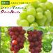 �ӂ邳�Ɣ[�� ����s�Y �N�C�[�����[�W��(R)���V���C���}�X�J�b�g 1kg�y2026�N9�����{�ȍ~�o�ו��z | �V���C���}�X�J�b�g �H�ה�� ���쌧����s
